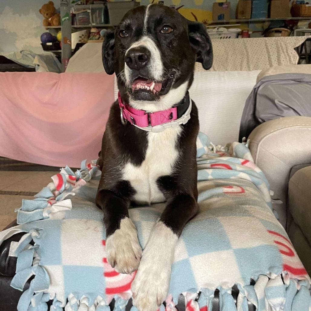 Pup, Adoptable, Senior Female Pit Bull Terrier.