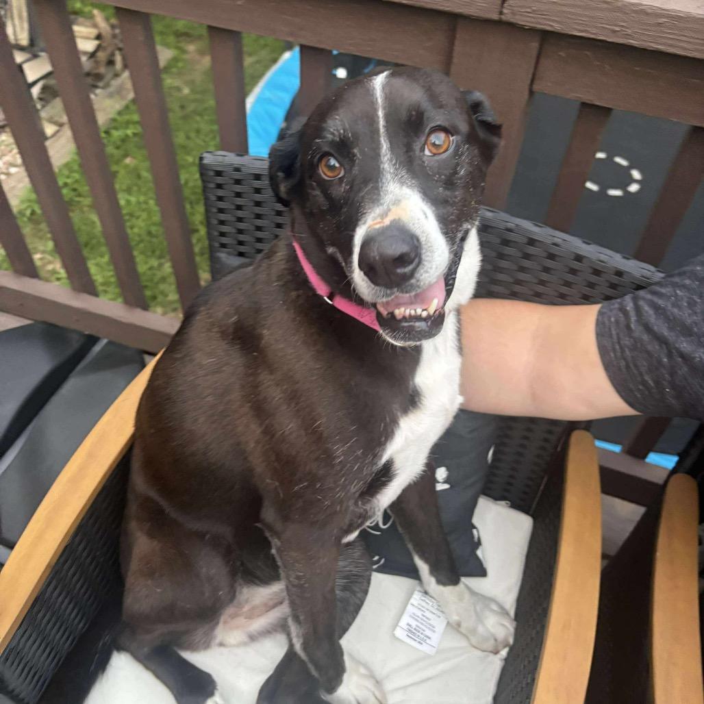 Pup, a Adoptable Pit Bull Terrier in Spring Hill, KS image 2/6