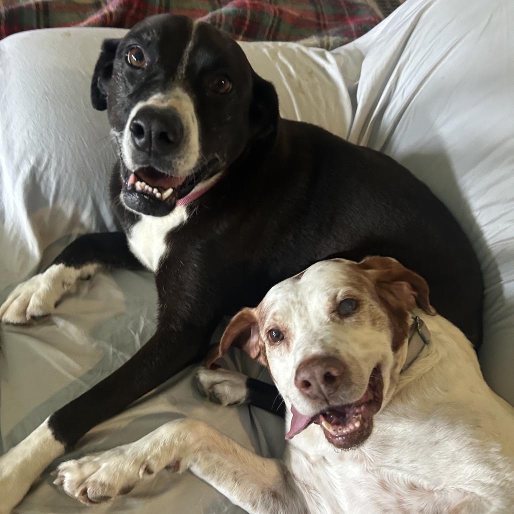 Pup, a Adoptable Pit Bull Terrier in Spring Hill, KS image 6/6