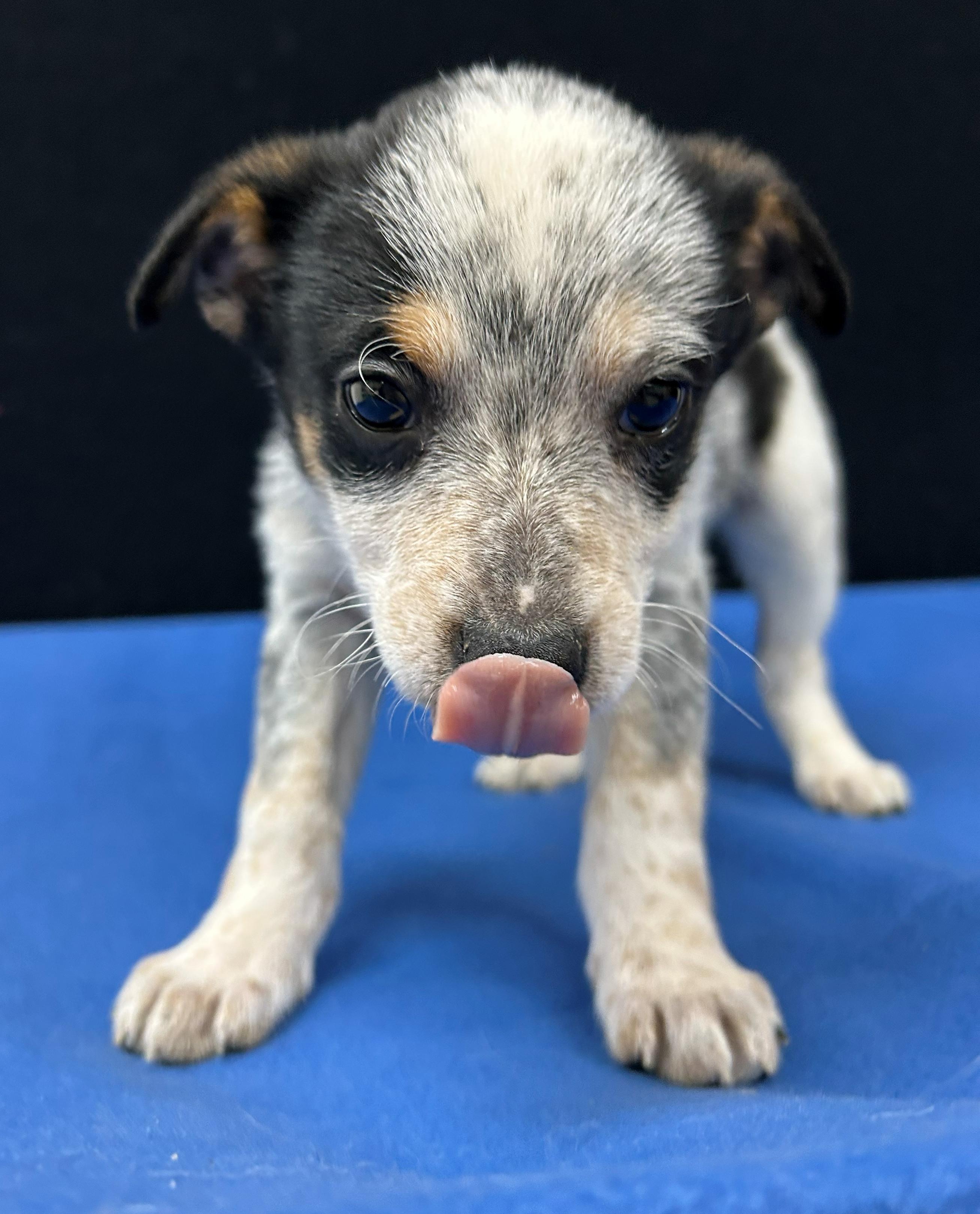 Enlarge Jesse, a Adoptable mixed breed in Neillsville, WI image 4/5