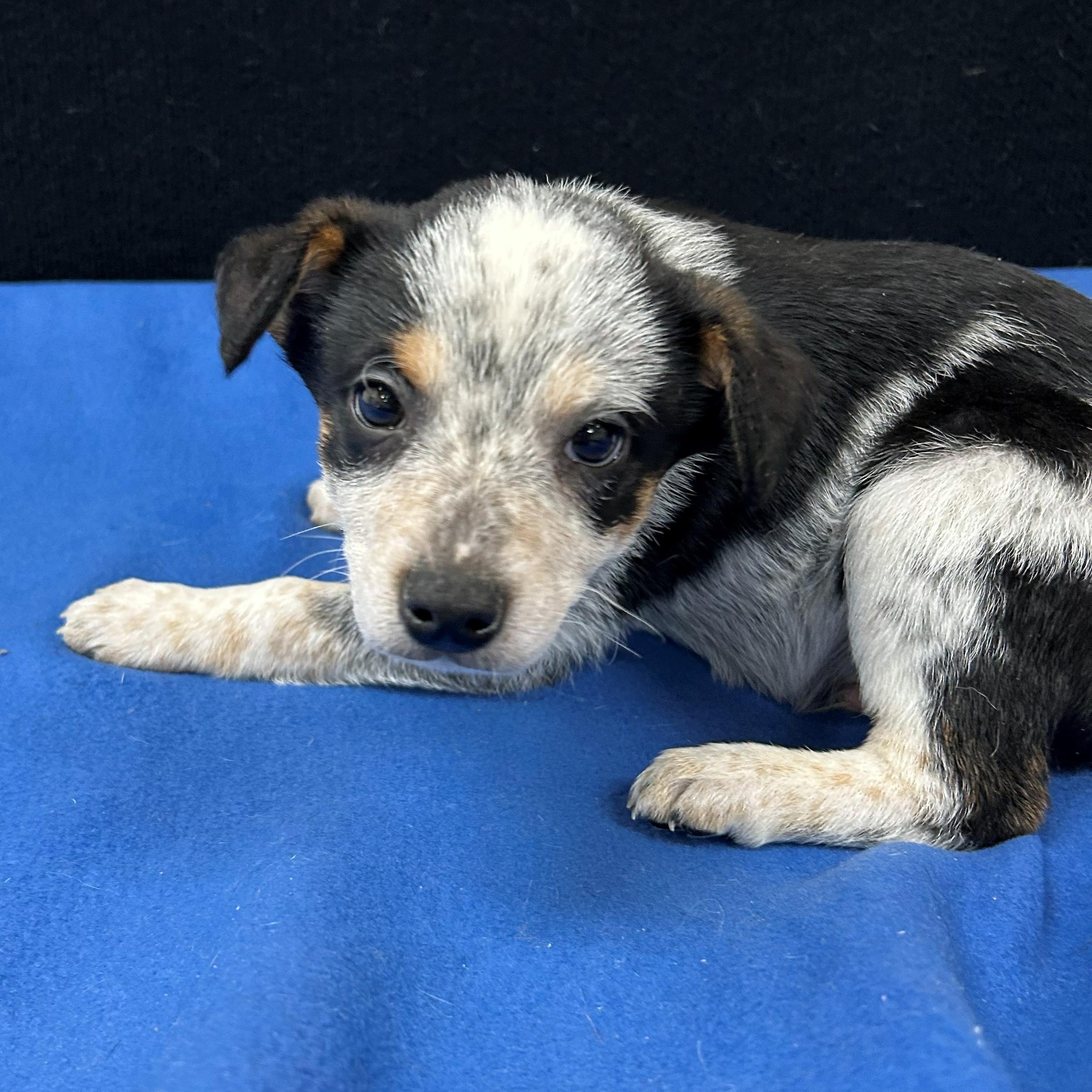 Enlarge Jesse, a Adoptable mixed breed in Neillsville, WI image 1/5