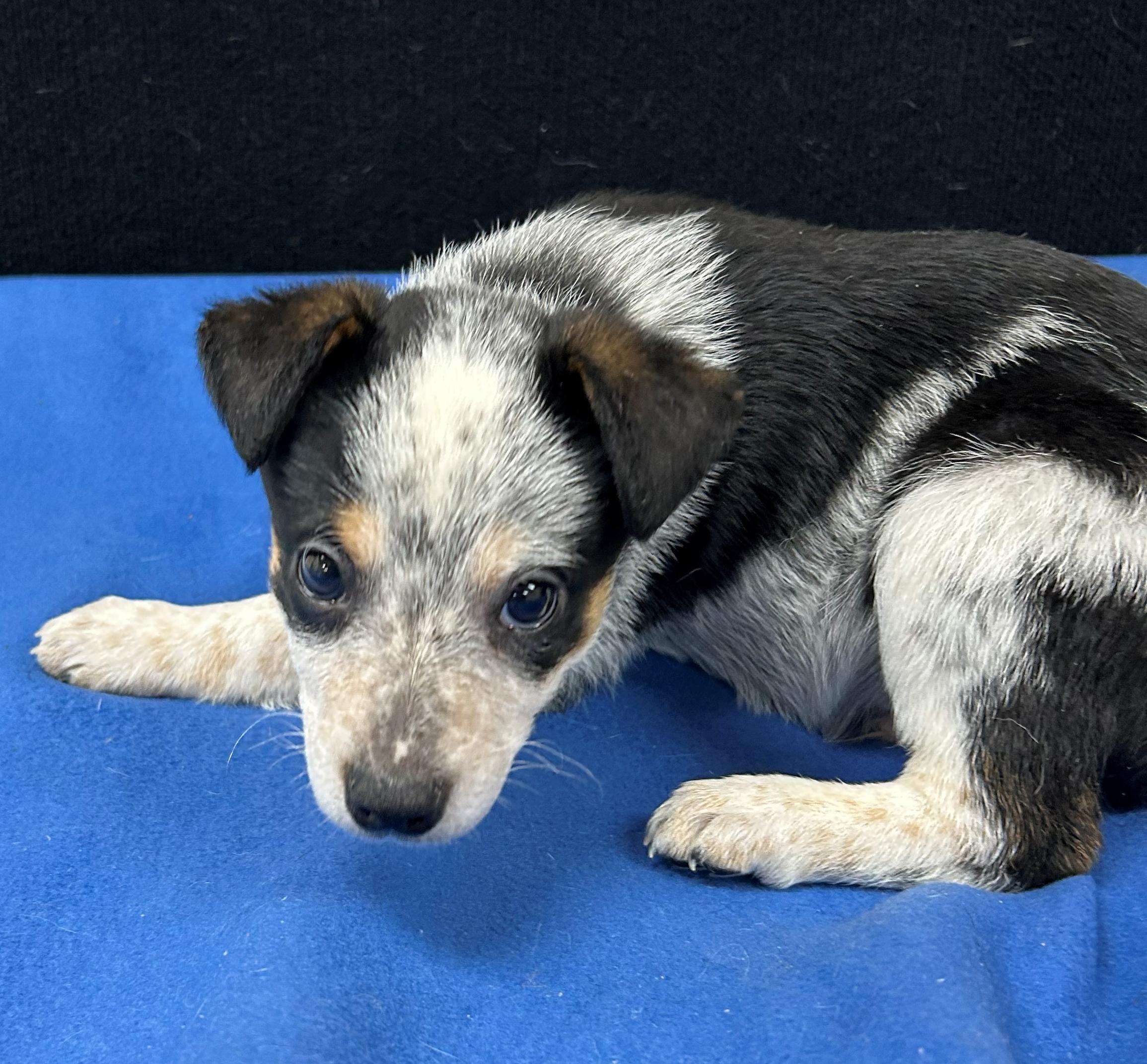 Enlarge Jesse, a Adoptable mixed breed in Neillsville, WI image 3/5