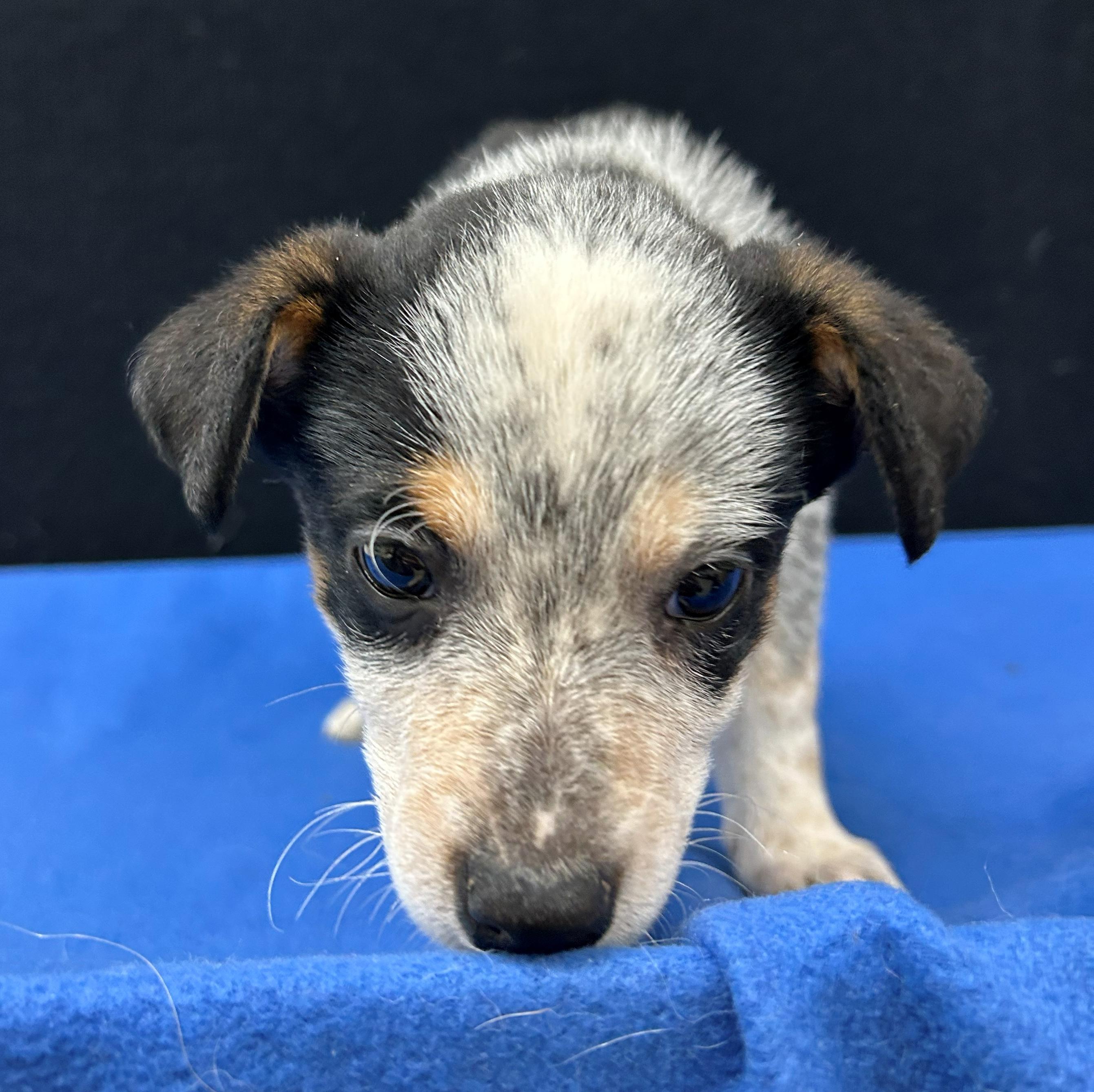 Enlarge Jesse, a Adoptable mixed breed in Neillsville, WI image 2/5