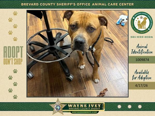Enlarge Hendrik, a Adoptable mixed breed in Melbourne, FL image 1/1