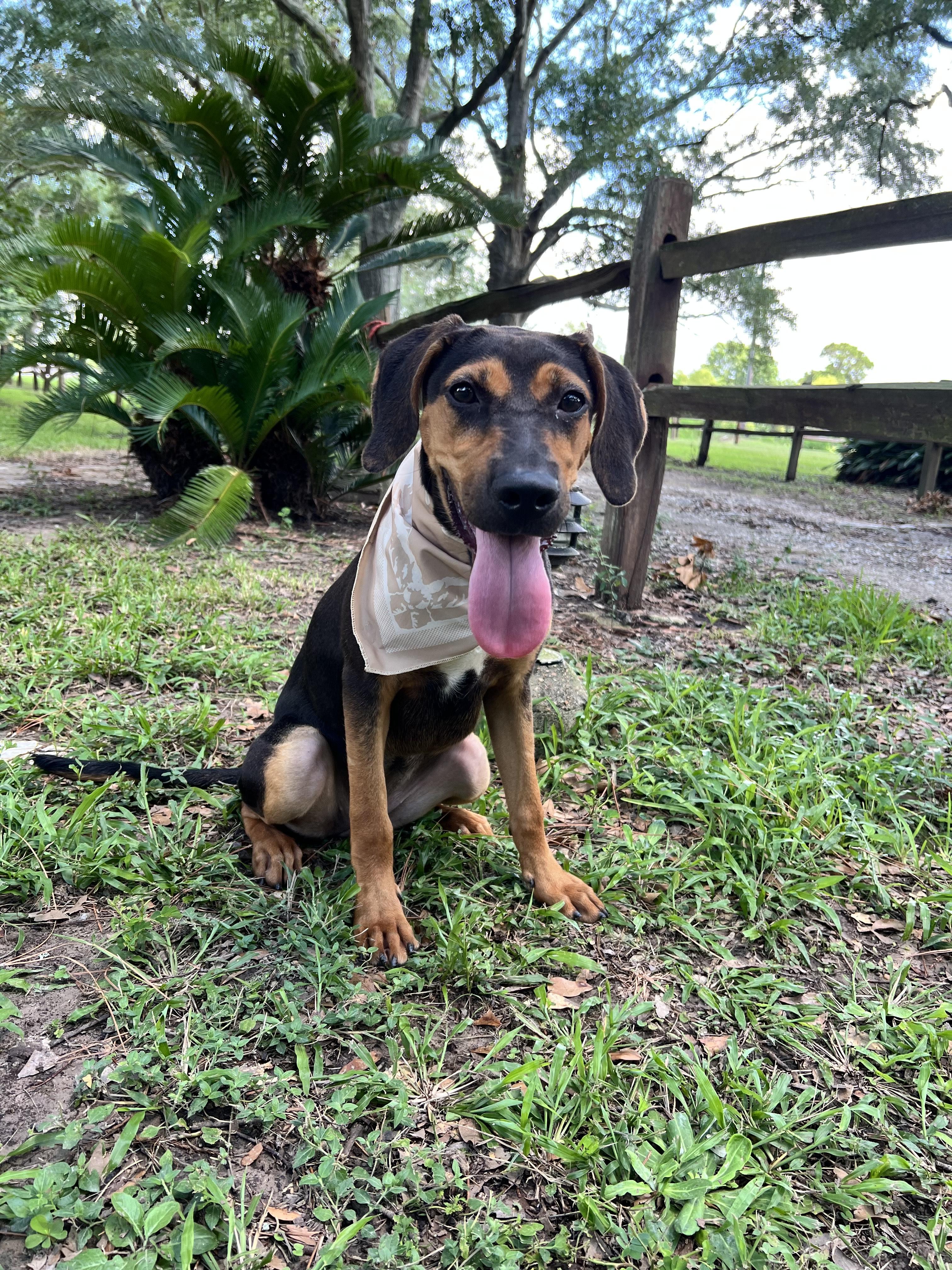 Enlarge Honey, a Adoptable mixed breed in Chicago, IL image 1/1