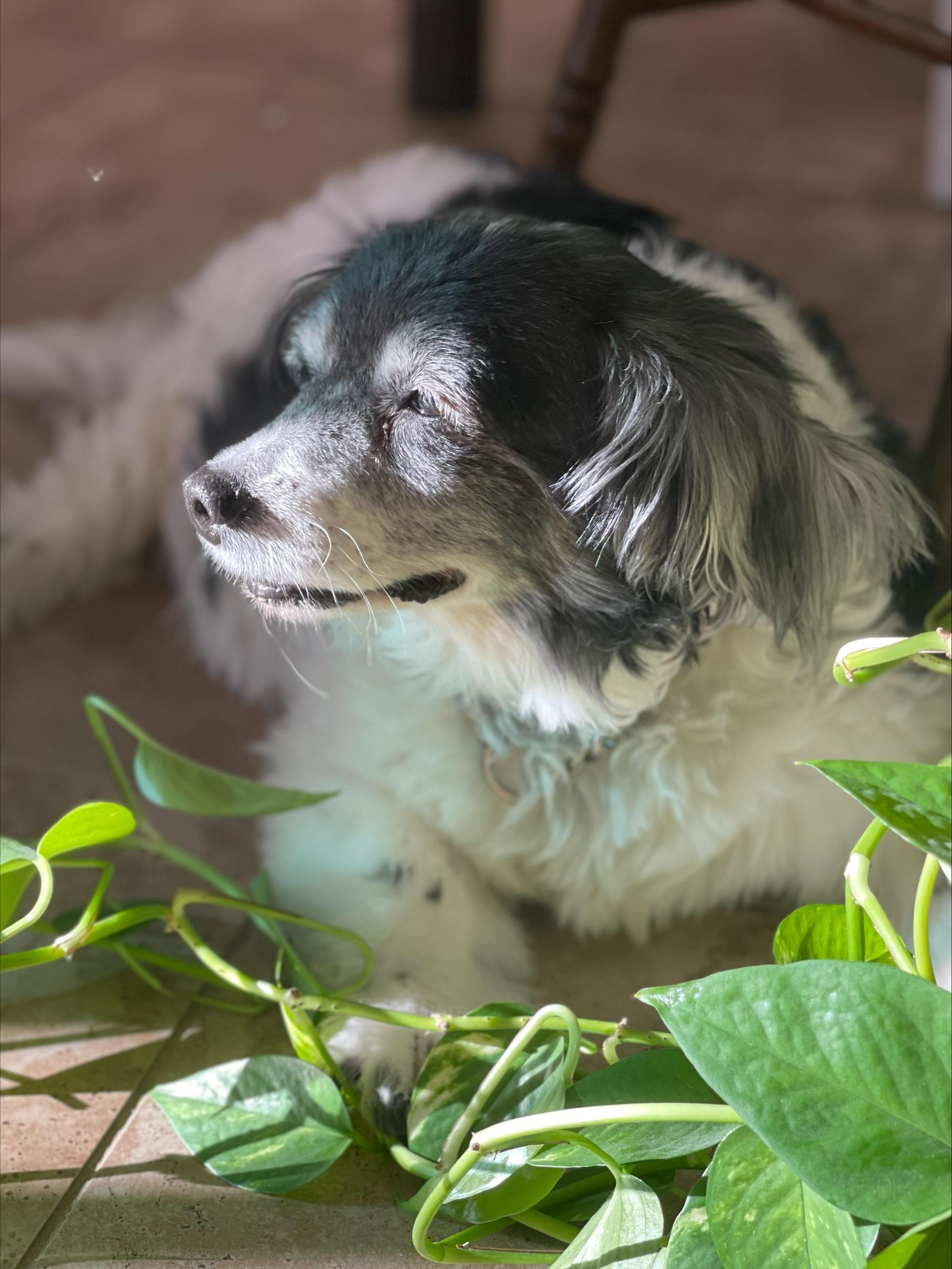 Baby, ADOPTABLE, Senior Male Spaniel & Papillon.