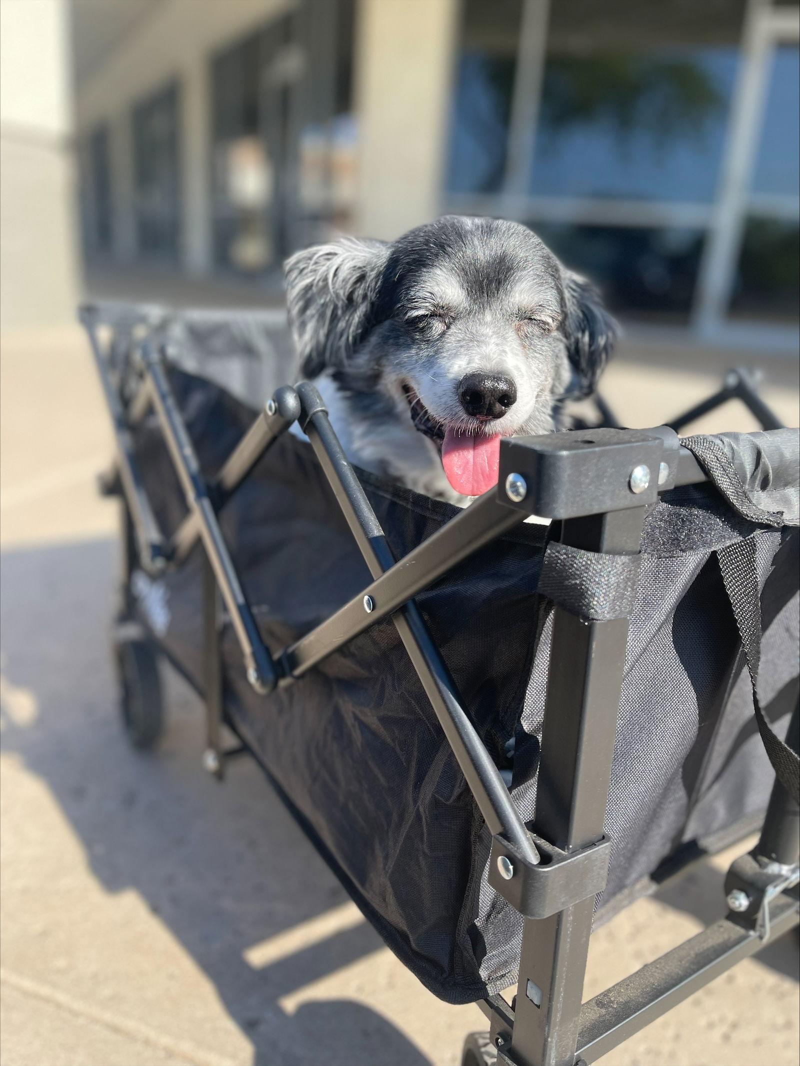 Enlarge Baby, a ADOPTABLE mixed breed in Scottsdale, AZ image 3/3
