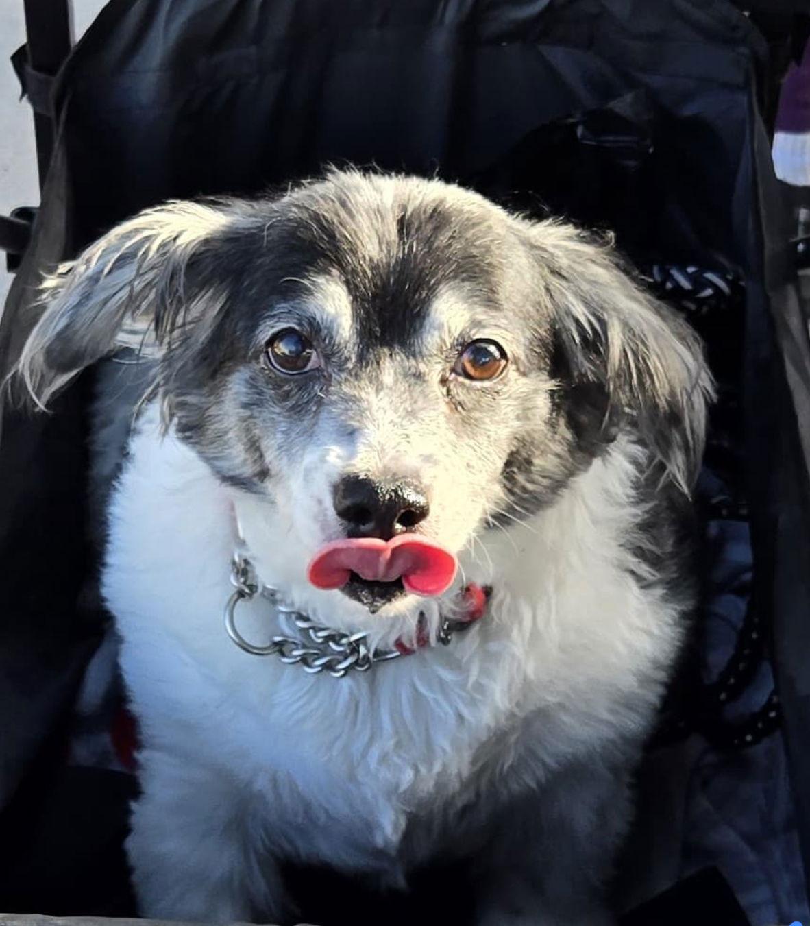 Enlarge Baby, a ADOPTABLE mixed breed in Scottsdale, AZ image 2/3