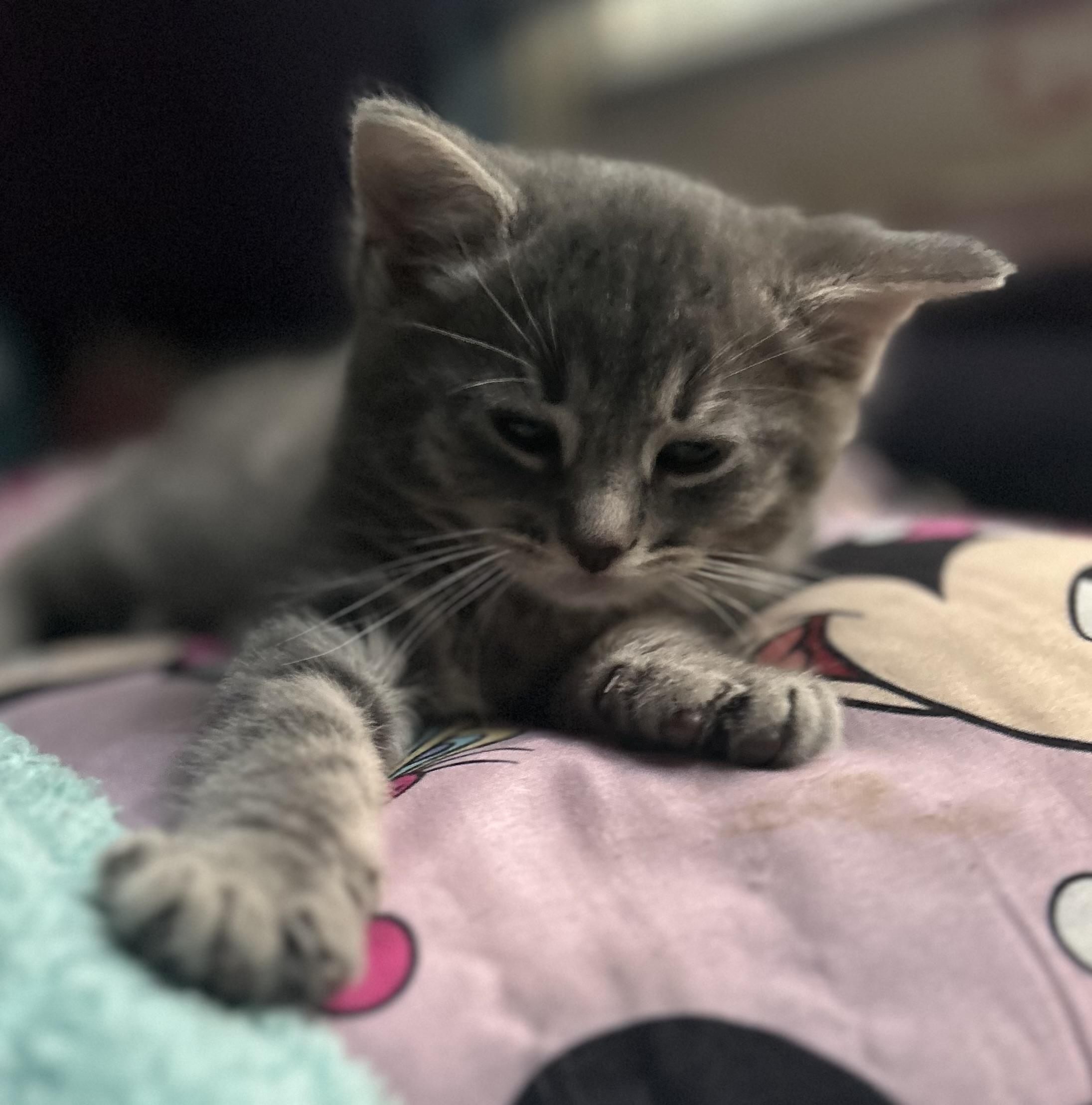 Snow White, ADOPTABLE, Kitten Female Domestic Short Hair.