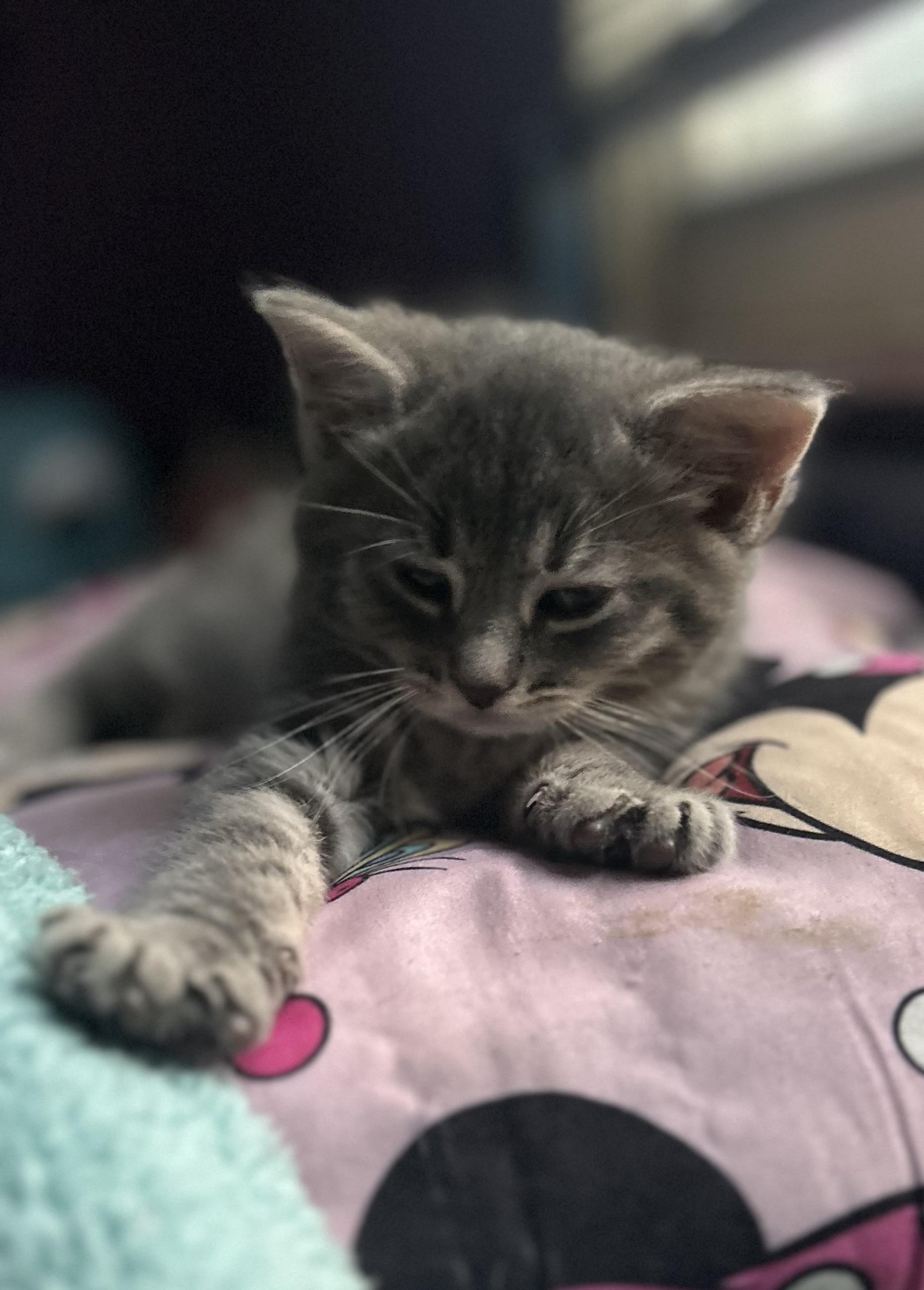 Snow White, a ADOPTABLE mixed breed in Cleveland, OH image 4/4