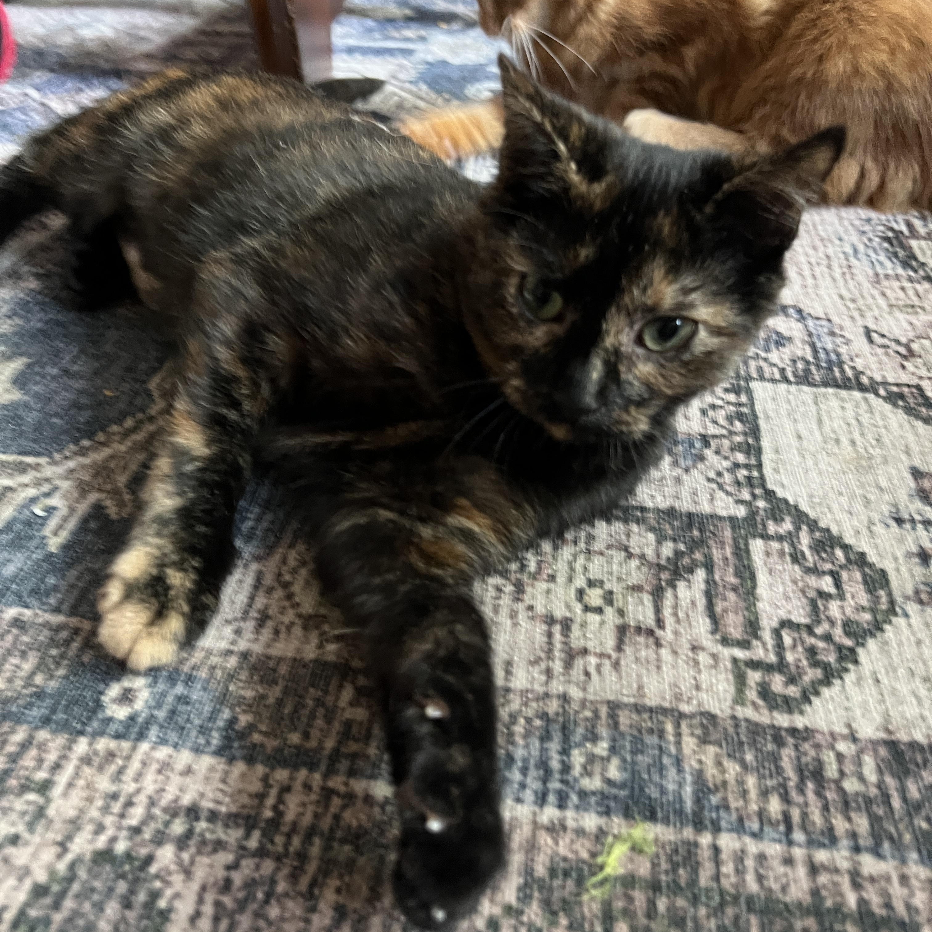 Enlarge Sesame, a Adoptable Domestic Short Hair in Pittsburgh, PA image 1/4