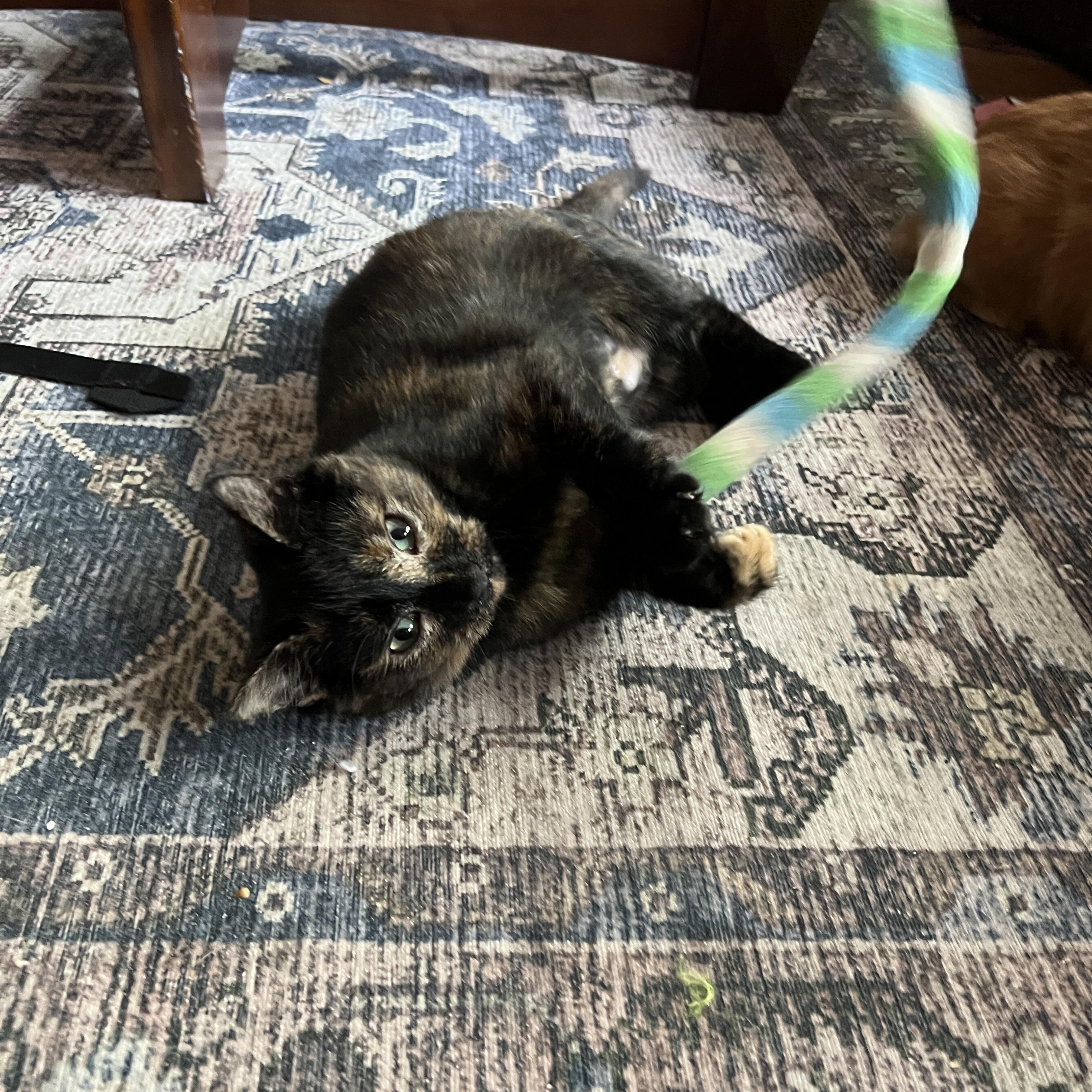 Enlarge Sesame, a Adoptable Domestic Short Hair in Pittsburgh, PA image 2/4