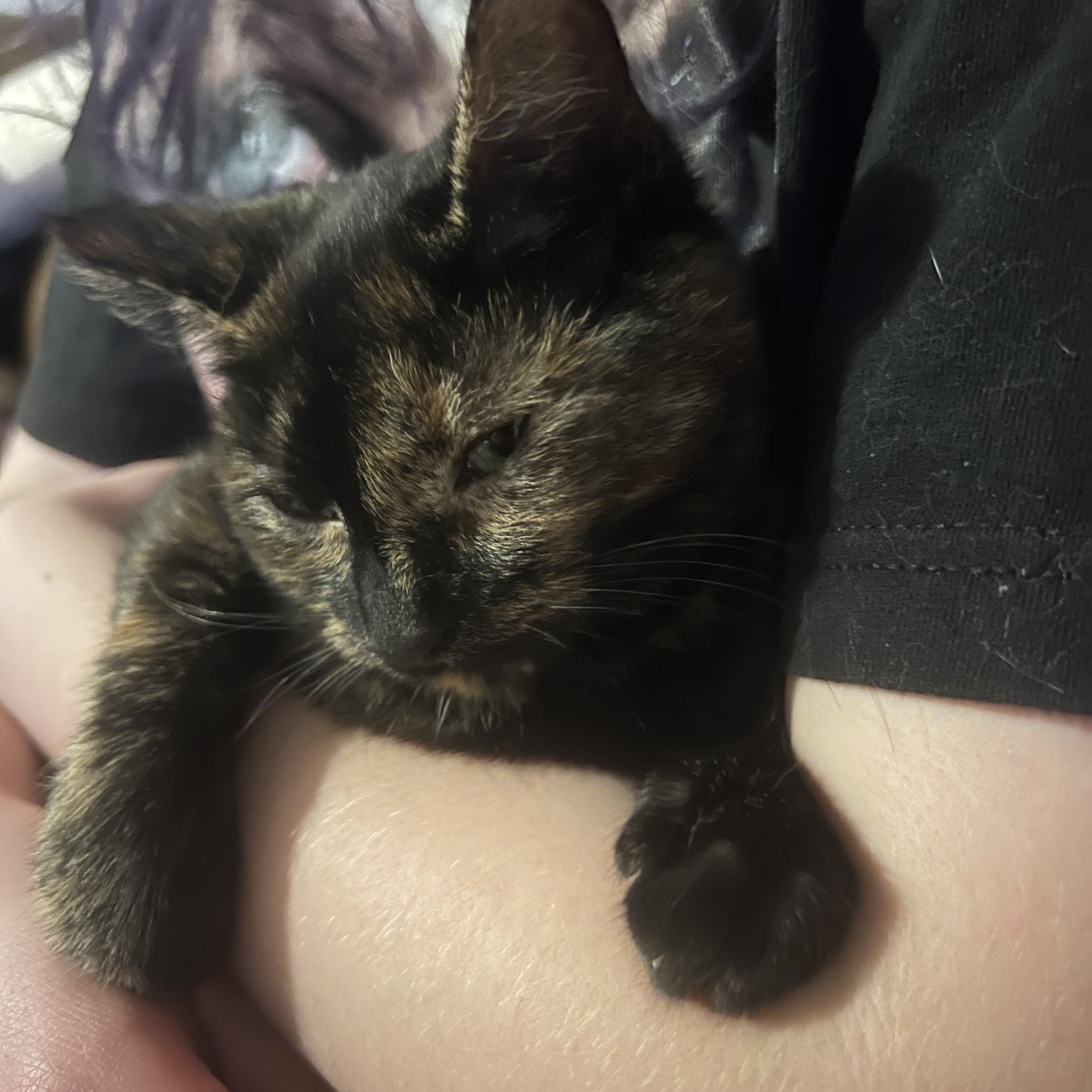 Enlarge Sesame, a Adoptable Domestic Short Hair in Pittsburgh, PA image 3/4