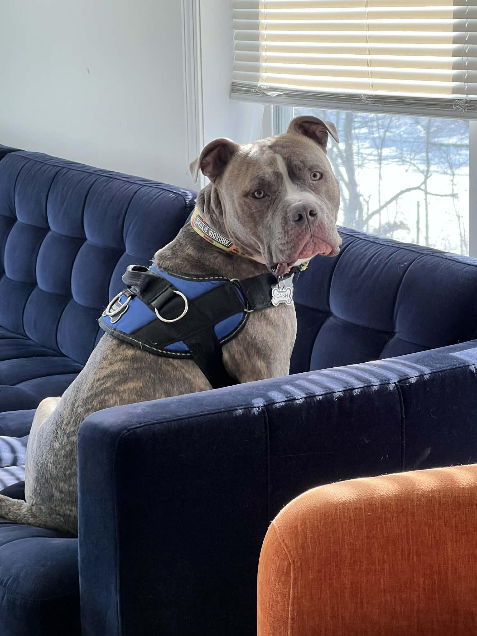 Cash - FOSTER NEEDED!!!, a ADOPTABLE Pit Bull Terrier in Minneapolis, MN image 6/6