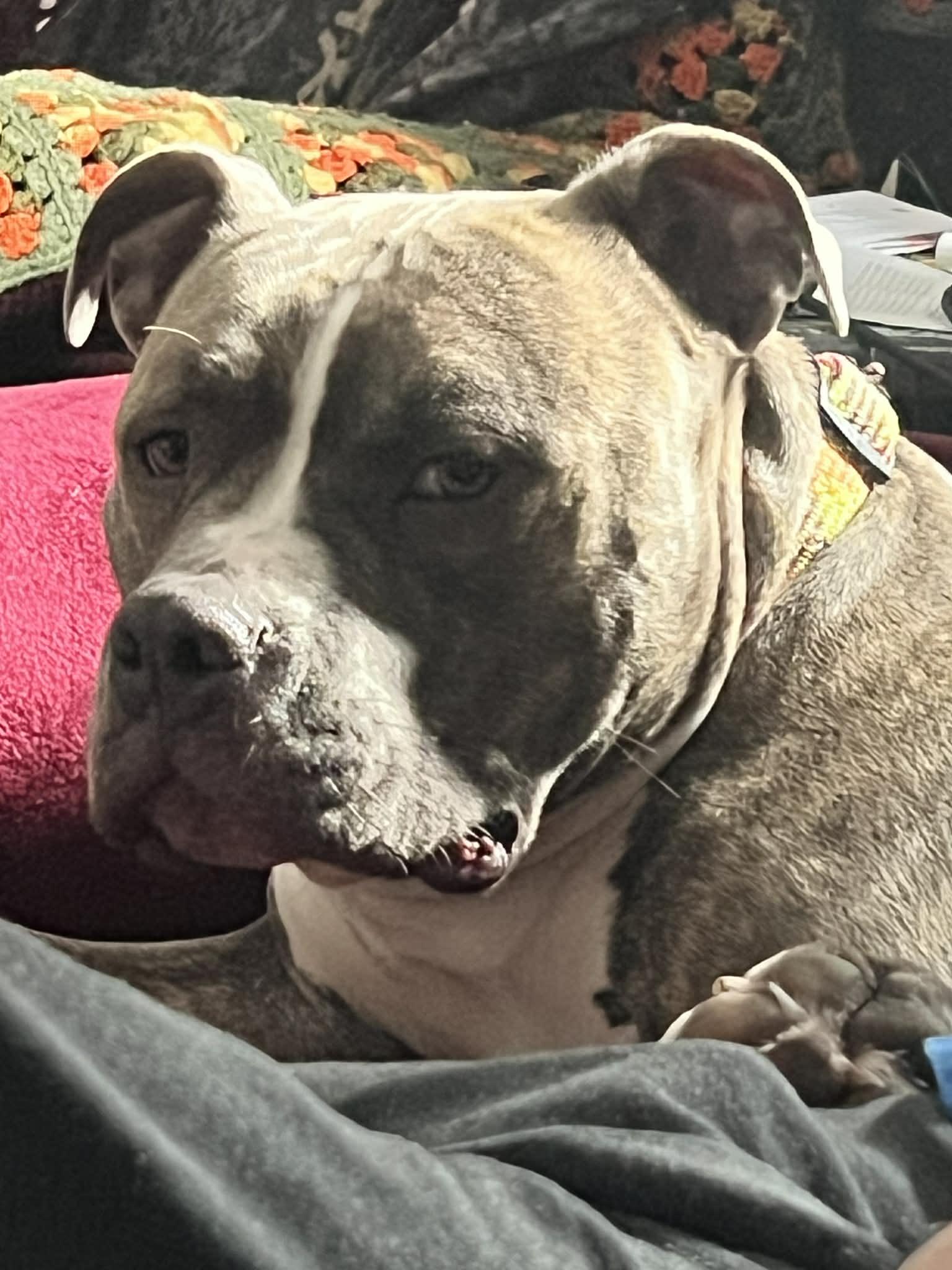 Cash - FOSTER NEEDED!!!, ADOPTABLE, Young Male Pit Bull Terrier.