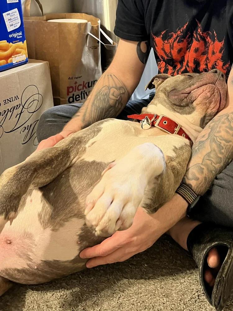 Cash - FOSTER NEEDED!!!, a ADOPTABLE Pit Bull Terrier in Minneapolis, MN image 3/6