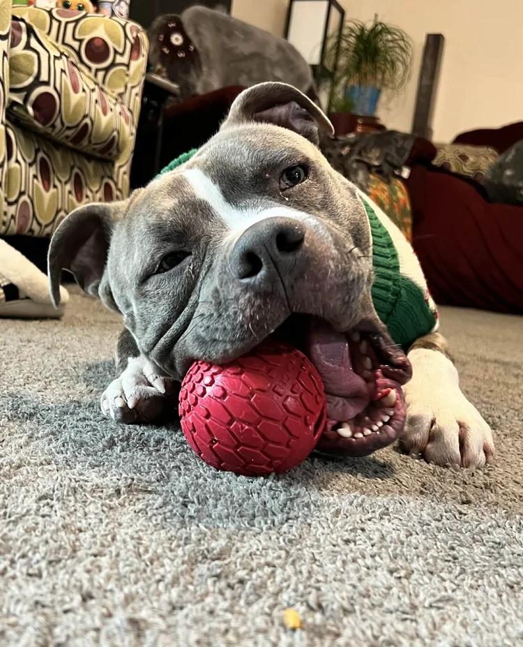 Cash - FOSTER NEEDED!!!, a ADOPTABLE Pit Bull Terrier in Minneapolis, MN image 4/6