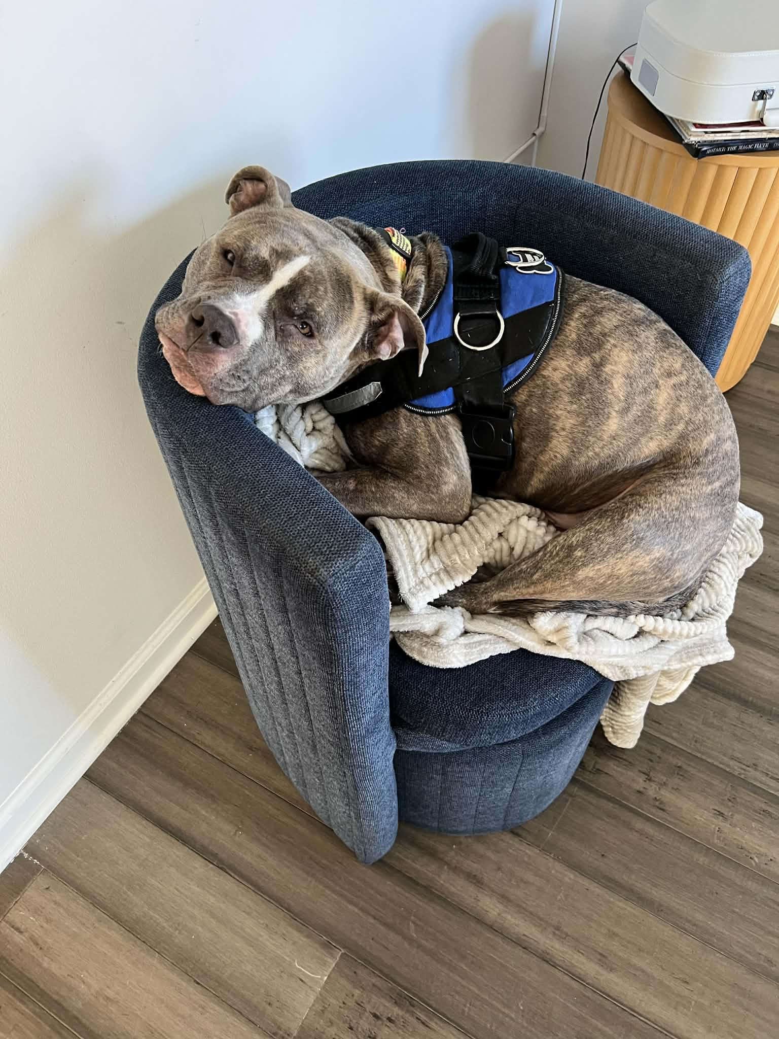 Cash - FOSTER NEEDED!!!, a ADOPTABLE Pit Bull Terrier in Minneapolis, MN image 5/6