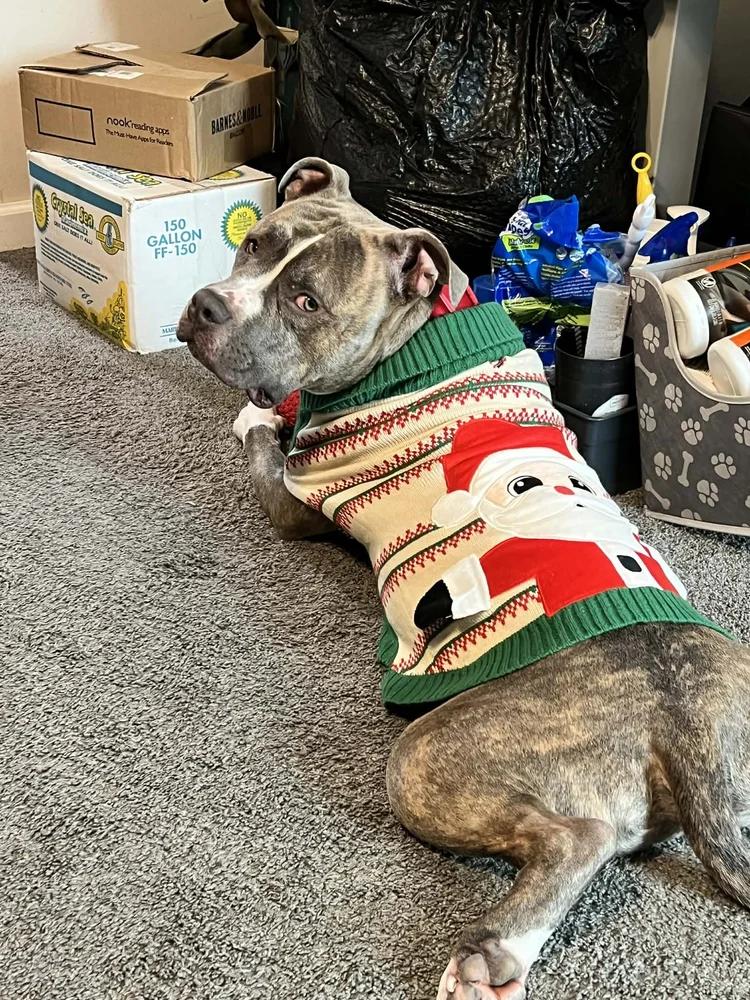 Cash - FOSTER NEEDED!!!, a ADOPTABLE Pit Bull Terrier in Minneapolis, MN image 2/6