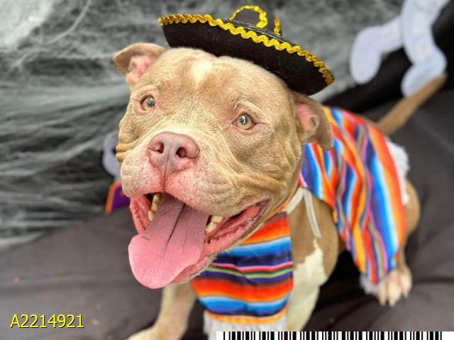 Enlarge PABLO, a Adoptable Mixed Breed in West Palm Beach, FL image 1/1
