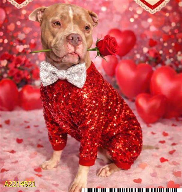 PABLO, Adoptable, Adult Male Mixed Breed.