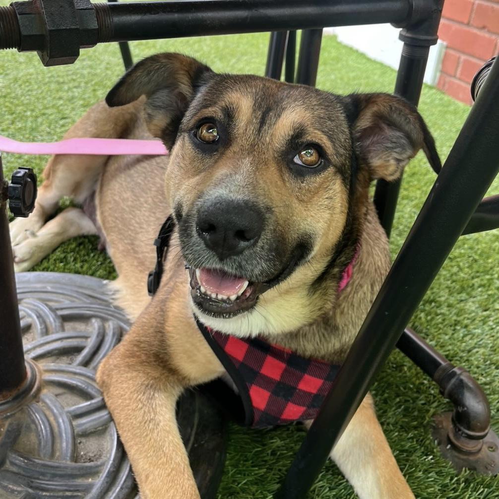 Enlarge Mona, a Adoptable mixed breed in New York, NY image 5/6