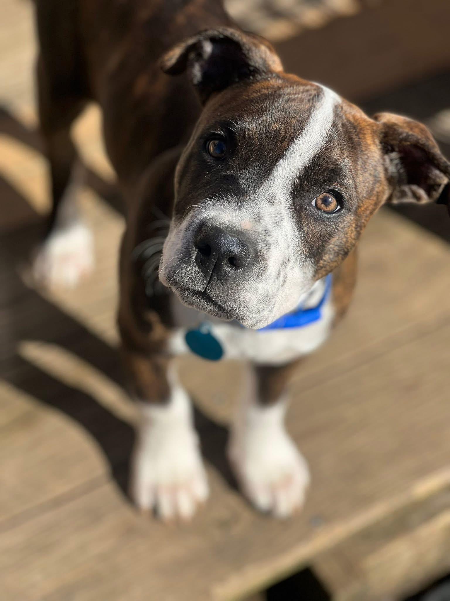 Brooklyn, adopted, Puppy Male Pit Bull Terrier.