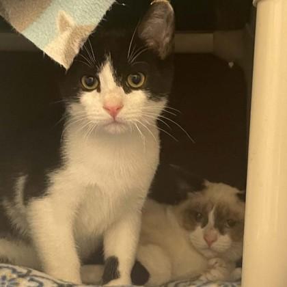 Shrimp (Bashful, Bonded), Adoptable, Kitten Male Domestic Short Hair & Domestic Short Hair.
