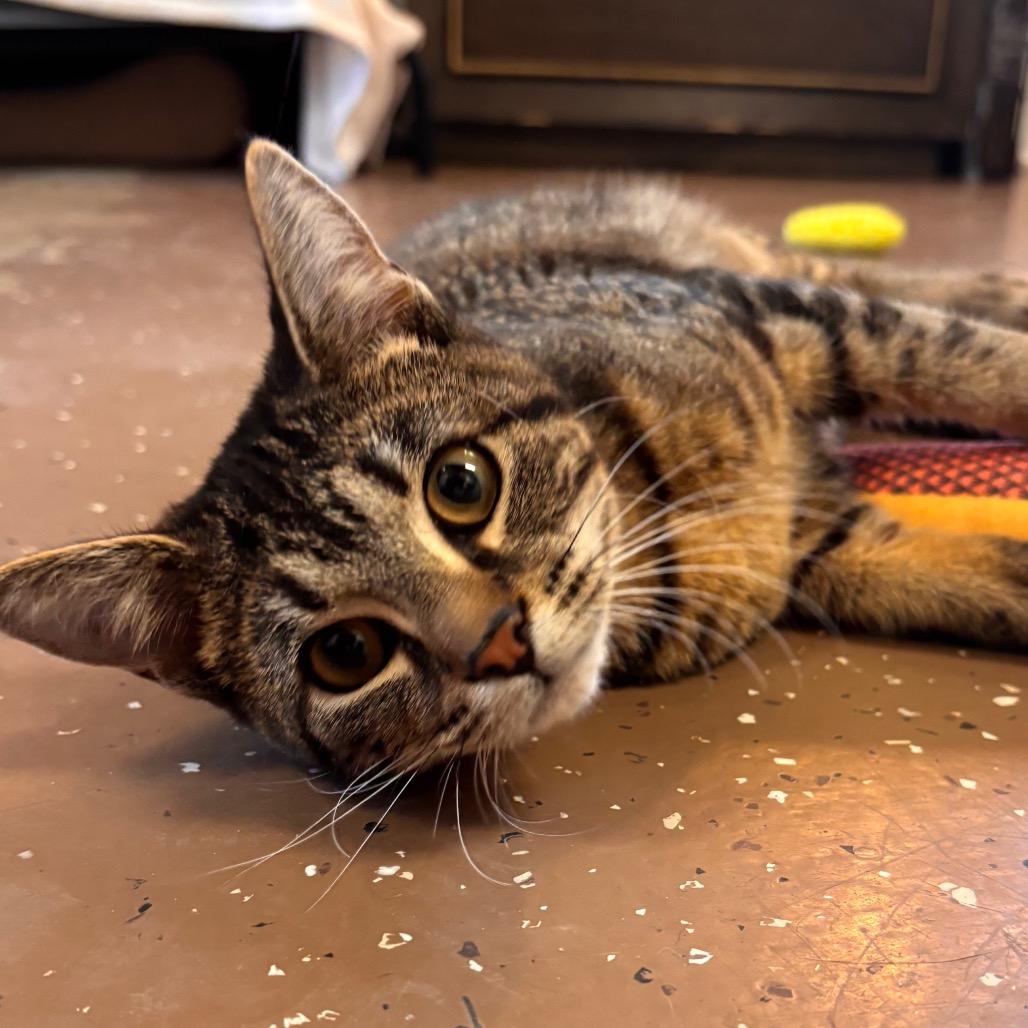 Enlarge Eleanor, a Adoptable Domestic Short Hair in Belleville, IL image 1/4