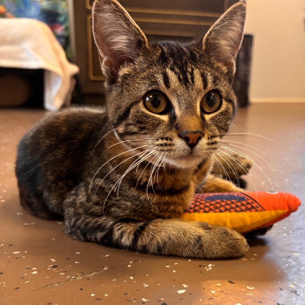 Enlarge Eleanor, a Adoptable Domestic Short Hair in Belleville, IL image 2/4