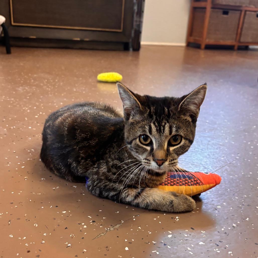 Enlarge Eleanor, a Adoptable Domestic Short Hair in Belleville, IL image 4/4