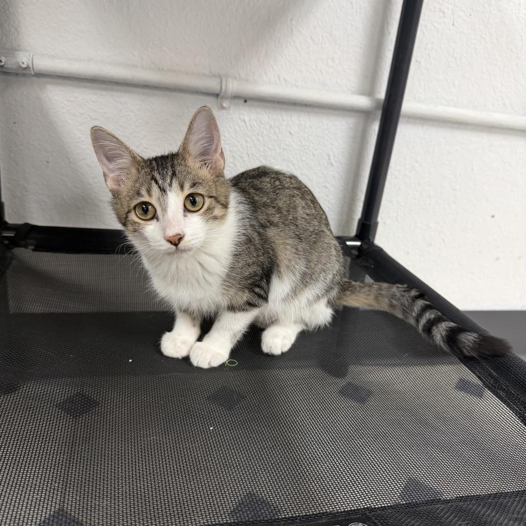 Grace, Adopted, Kitten Female Domestic Short Hair.