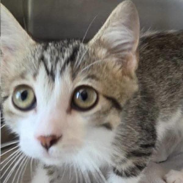 Enlarge Grace, a Adopted Domestic Short Hair in Coralville, IA image 2/4