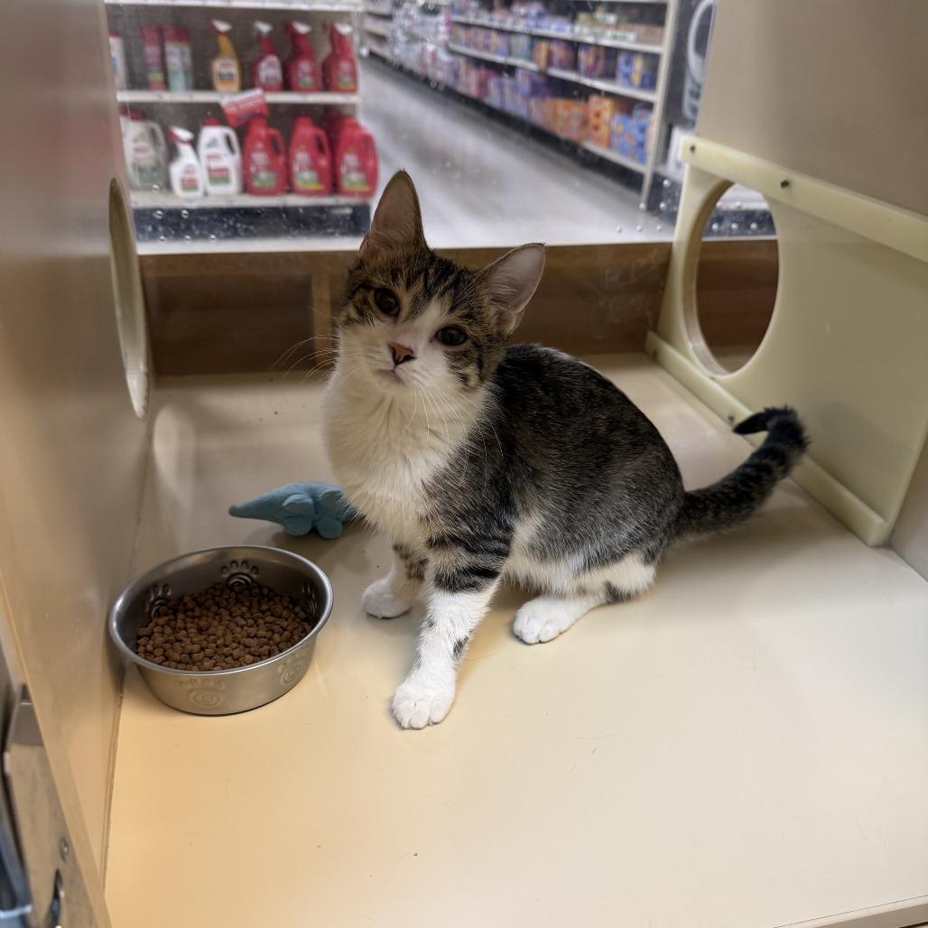 Enlarge Grace, a Adopted Domestic Short Hair in Coralville, IA image 3/4