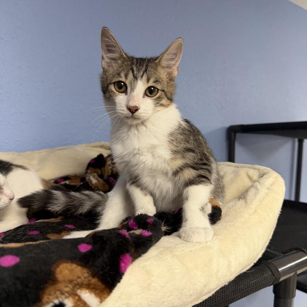 Enlarge Grace, a Adopted Domestic Short Hair in Coralville, IA image 4/4