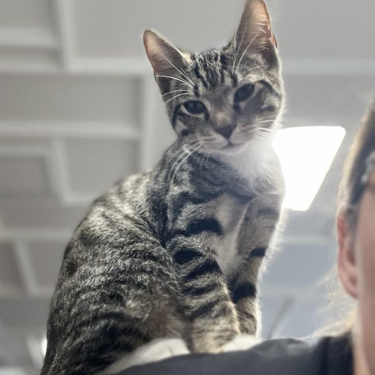 Enlarge Lucas, a Adoptable mixed breed in Harrisburg, PA image 5/6