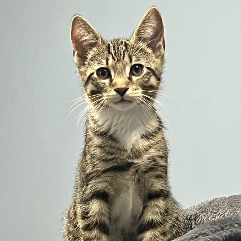 Enlarge Lucas, a Adoptable mixed breed in Harrisburg, PA image 3/6