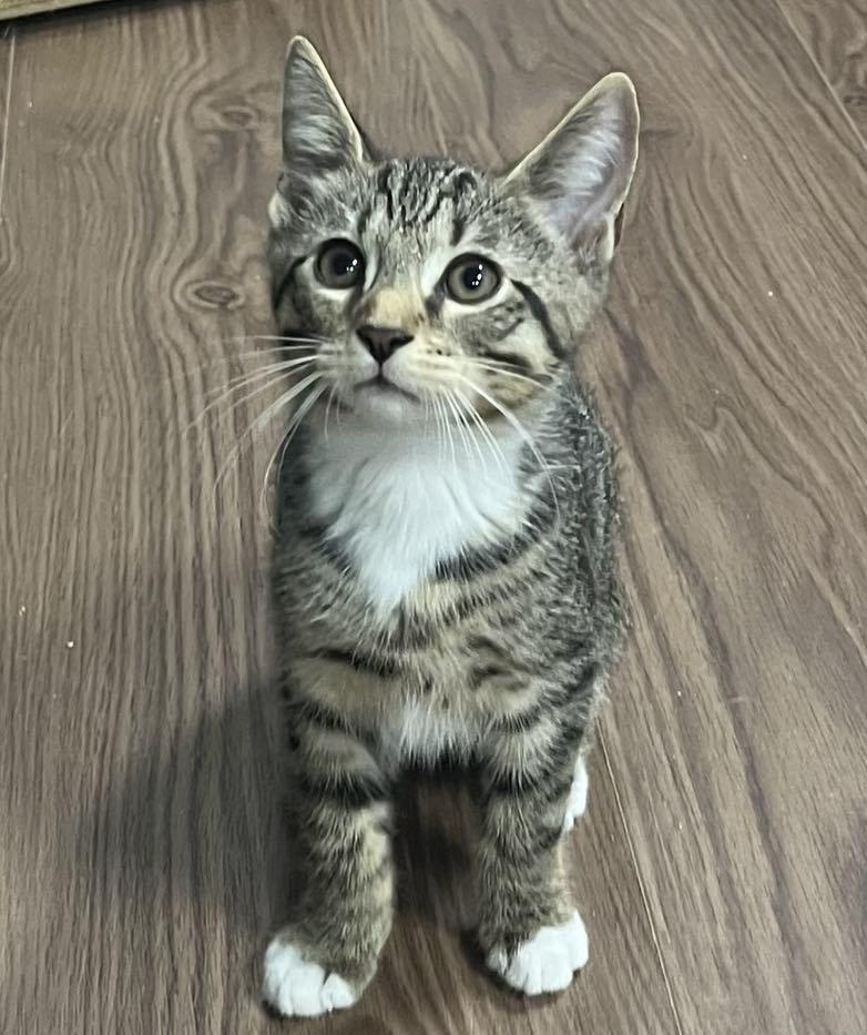 Enlarge Lucas, a Adoptable mixed breed in Harrisburg, PA image 4/6