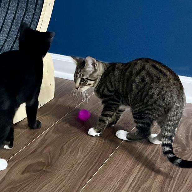 Enlarge Lucas, a Adoptable mixed breed in Harrisburg, PA image 6/6