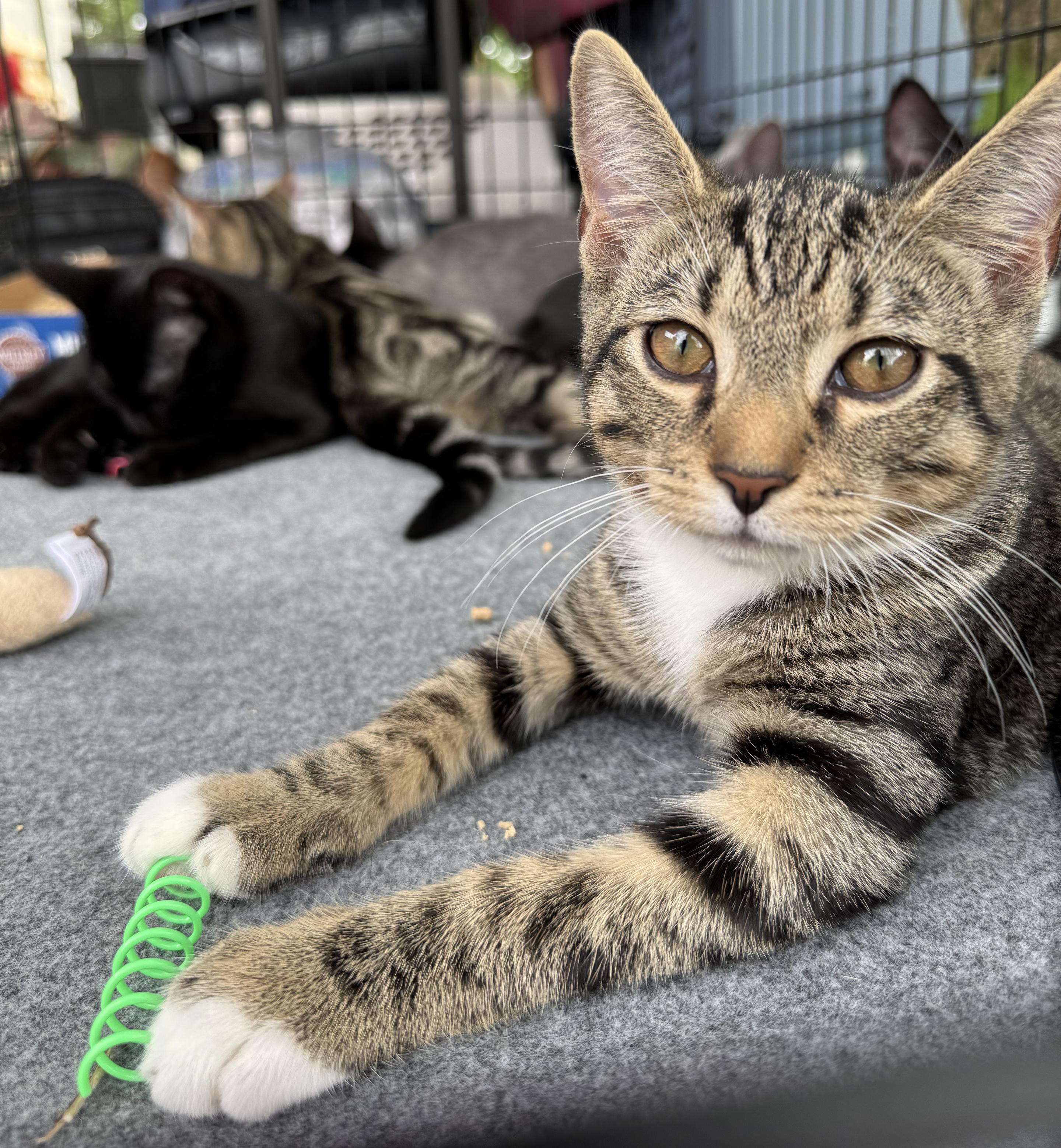 Lucas, Adoptable, Kitten Male Tabby & Domestic Short Hair.