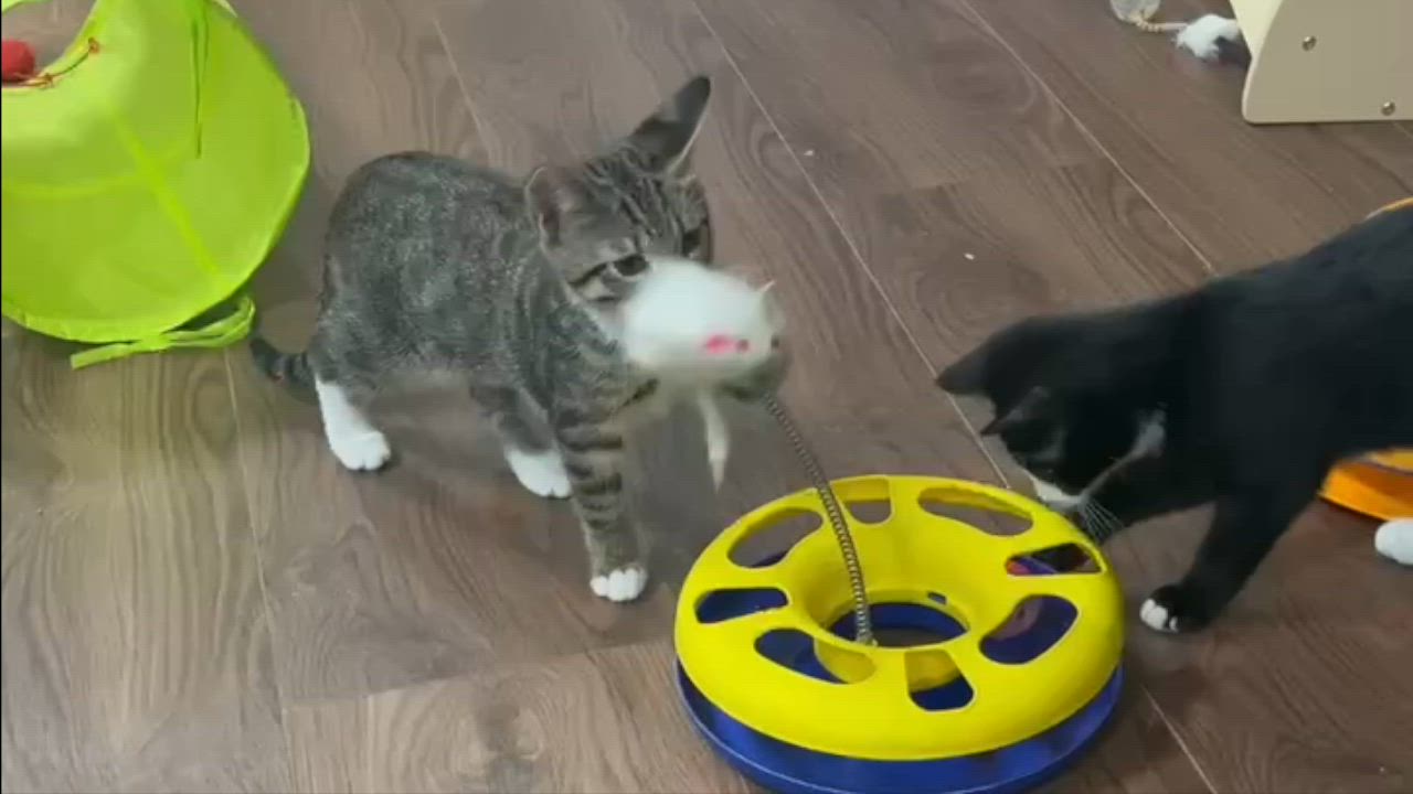 Enlarge Lucas, a Adoptable mixed breed in Harrisburg, PA video 2/6