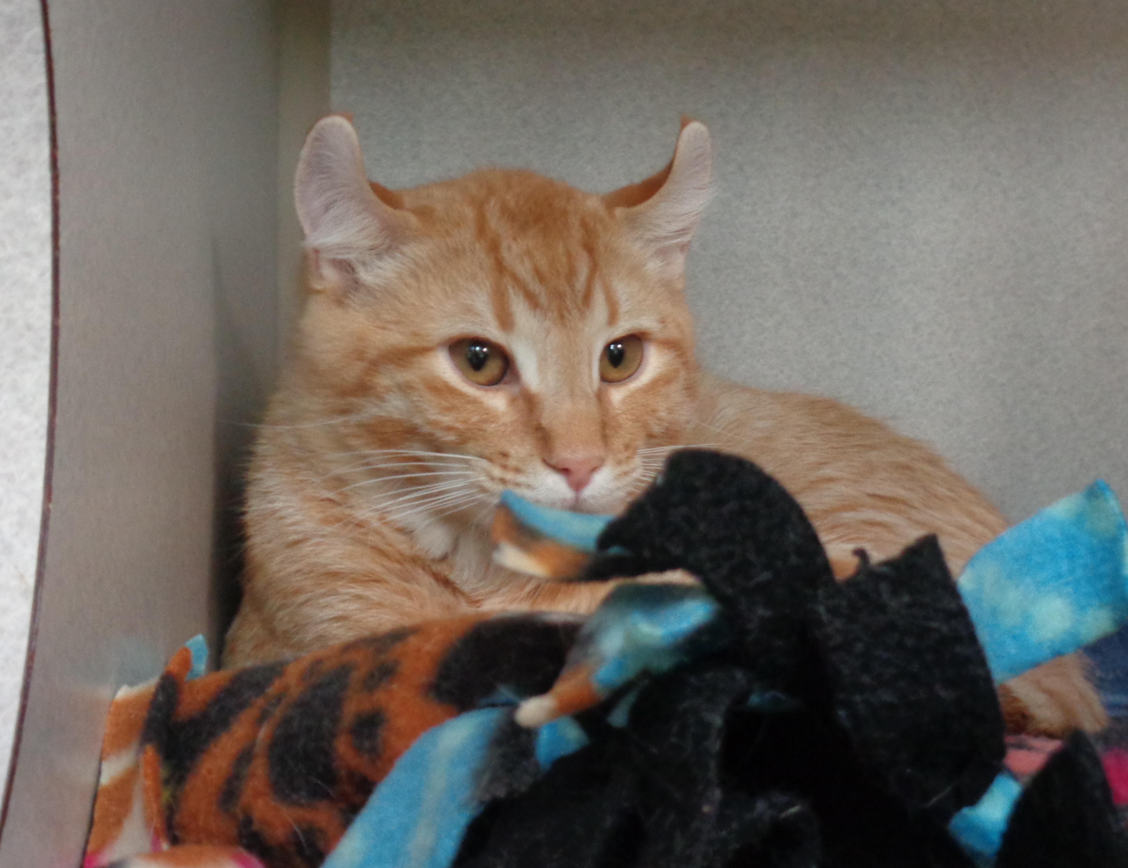 Sparkler thumbnail 6