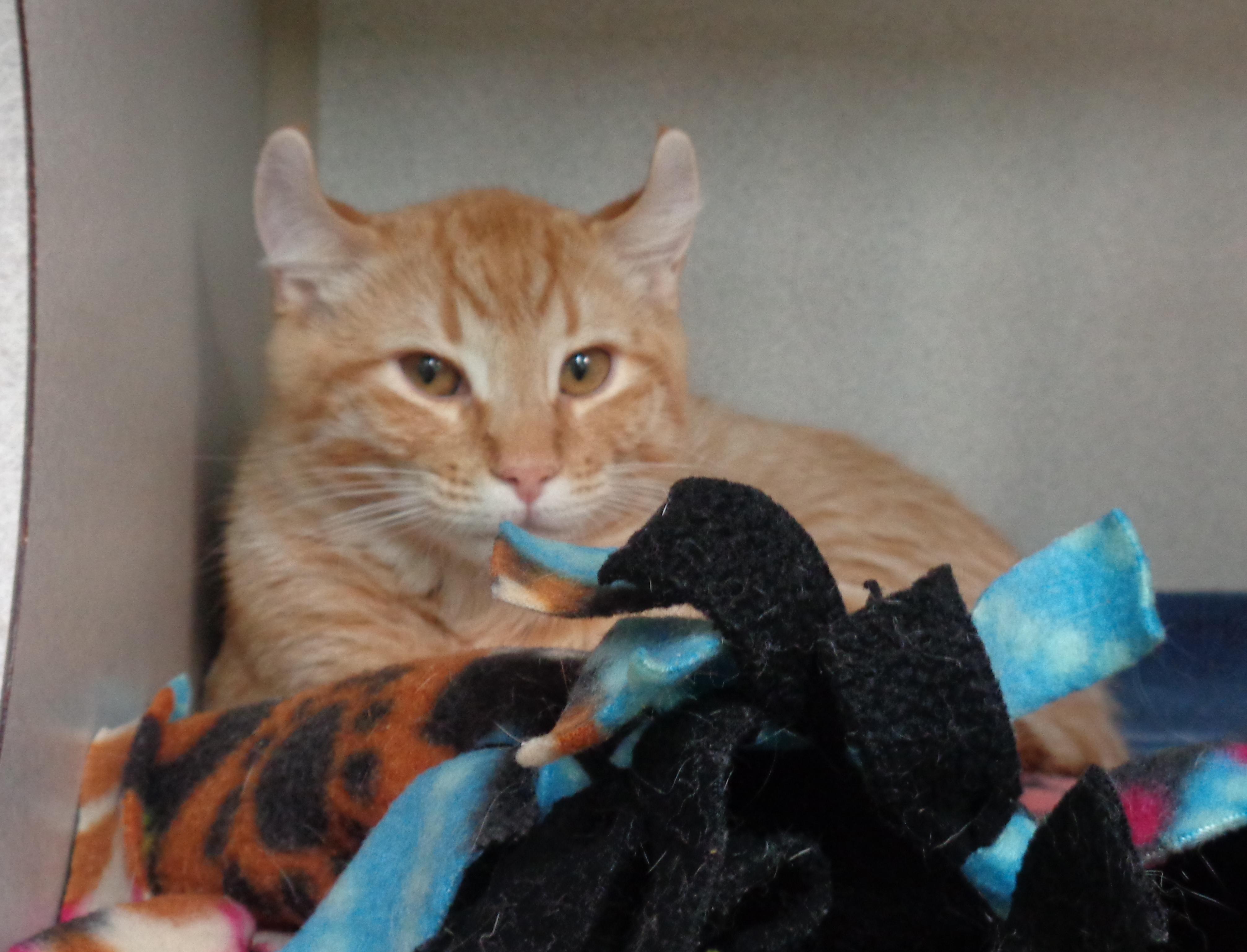 Sparkler thumbnail 4