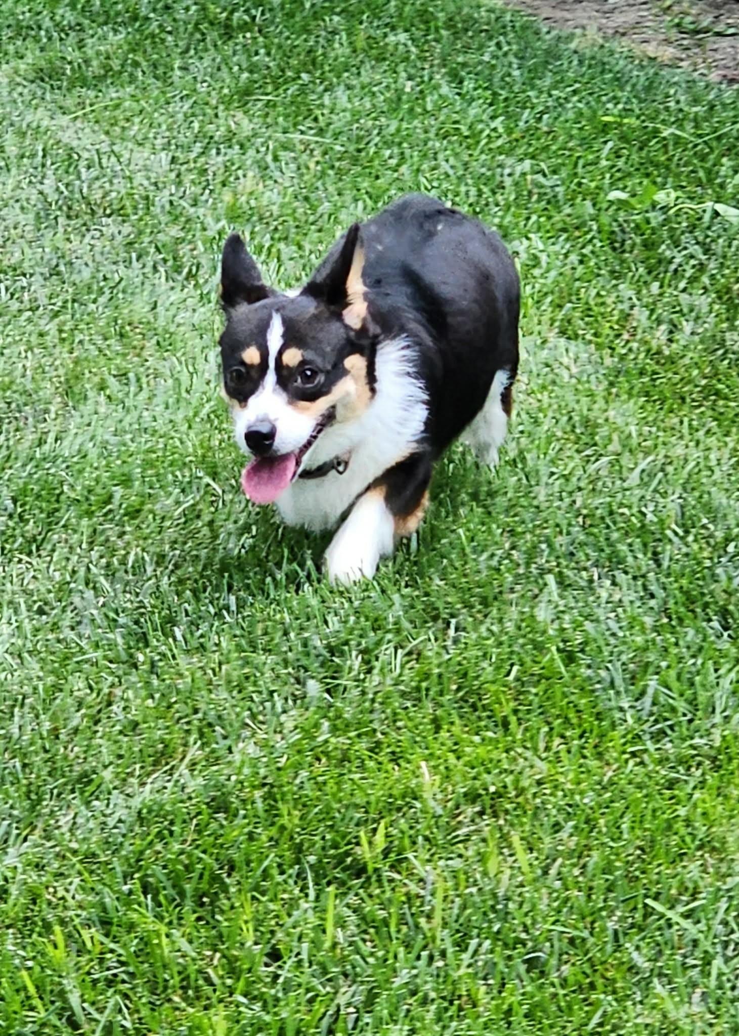 Echo, an adopted Corgi in Kansas City, MO image 2/3