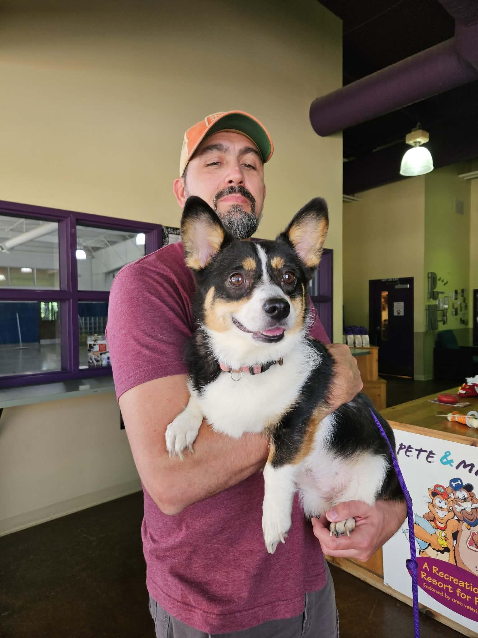 Echo, an adopted Corgi in Kansas City, MO image 3/3