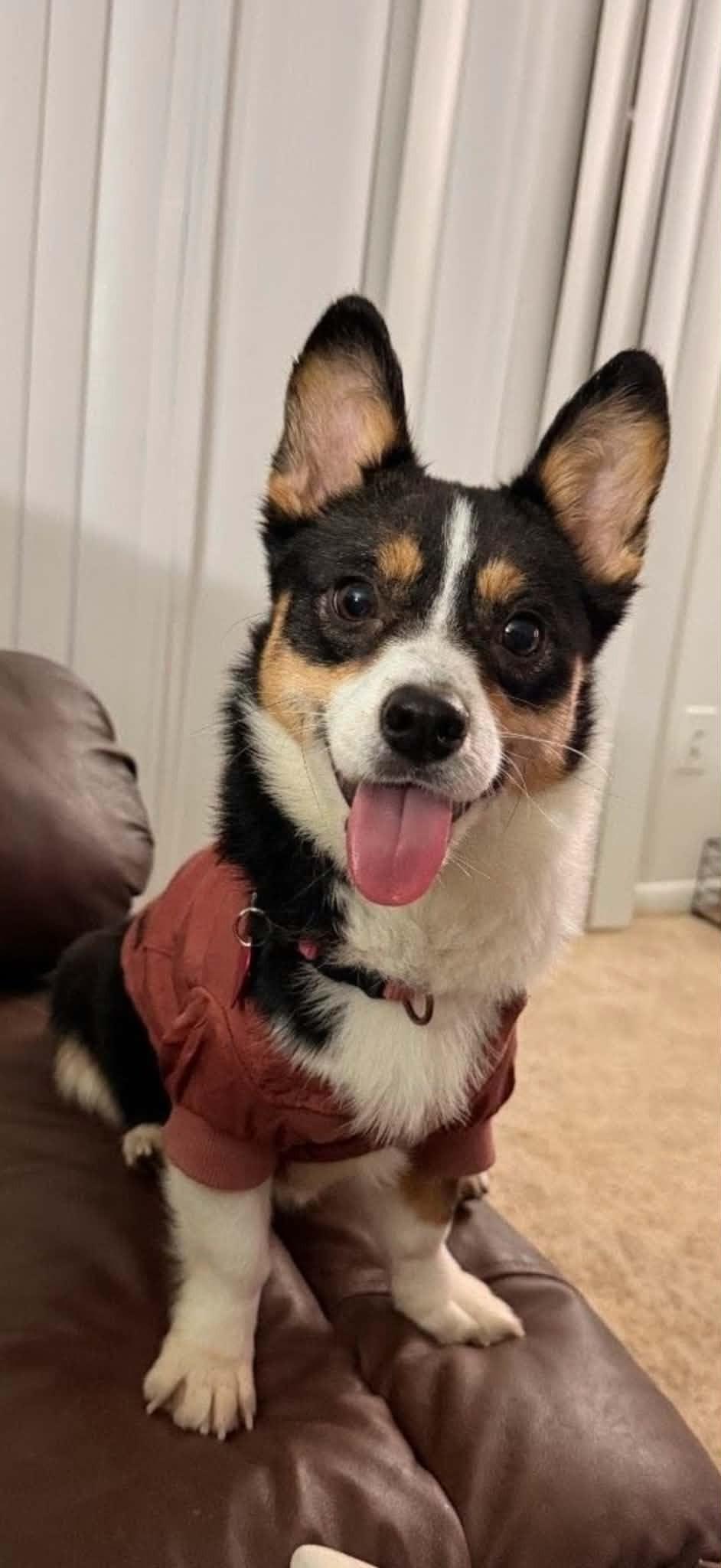 Echo, an adopted Corgi in Kansas City, MO image 1/3