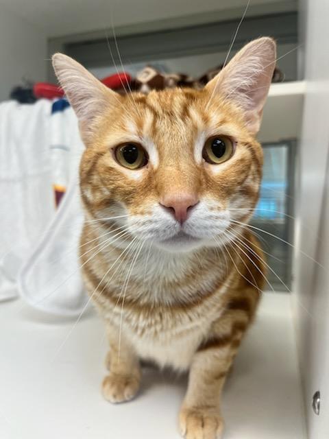 Enlarge Dozer (ID 51108/1265), a ADOPTABLE Domestic Short Hair in Manassas, VA image 1/1