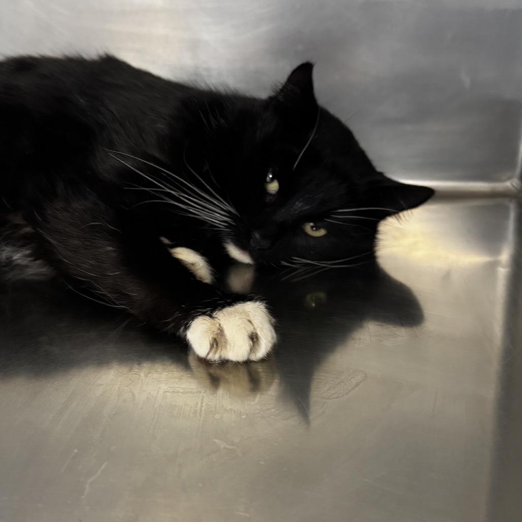 Enlarge Mylo is at Petco, a Adoptable Domestic Short Hair in St Joseph, MO image 1/2