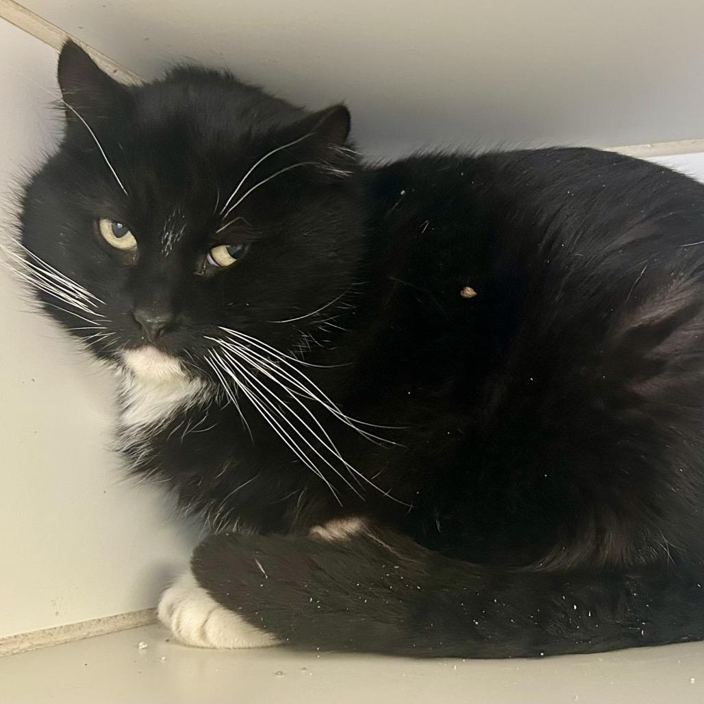 Enlarge Mylo is at Petco, a Adoptable Domestic Short Hair in St Joseph, MO image 2/2