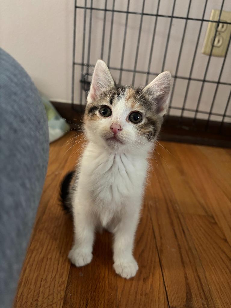 Enlarge Paloma, a Adoptable mixed breed in Rockford, IL image 1/1
